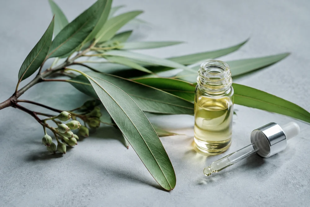 Limon okaliptüsü yaprakları ve uçucu yağı