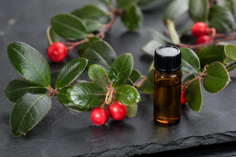 Wintergreen yaprakları, kırmızı meyveleri ve uçucu yağı
